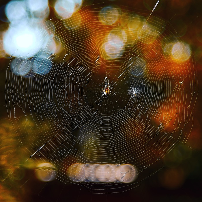 Spider - My, Spider, Autumn, The photo