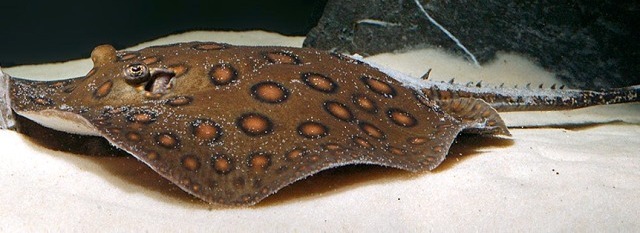 Хвостокол речной моторо глазчатый (Potamotrygon motoro)