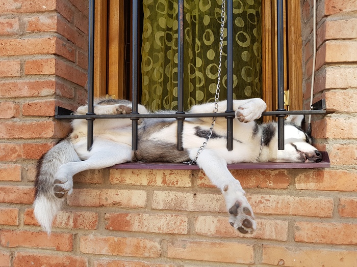 Собакен релаксирует в Тбилиси - Just chillin, Хаски, Тбилиси, Сон