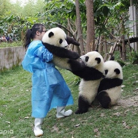 Let go! - The photo, The Bears, Panda, Person, Young