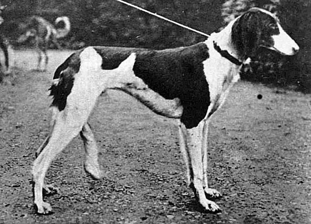 About dog breeds №64. - Dog, Dog breeds, Saluki, Greyhound, Longpost