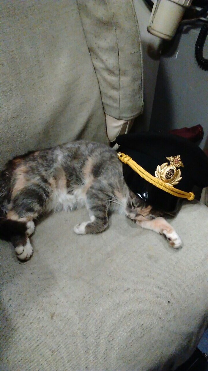 The cat is a submariner - cat, Catomafia, Navy, Longpost, Submarine
