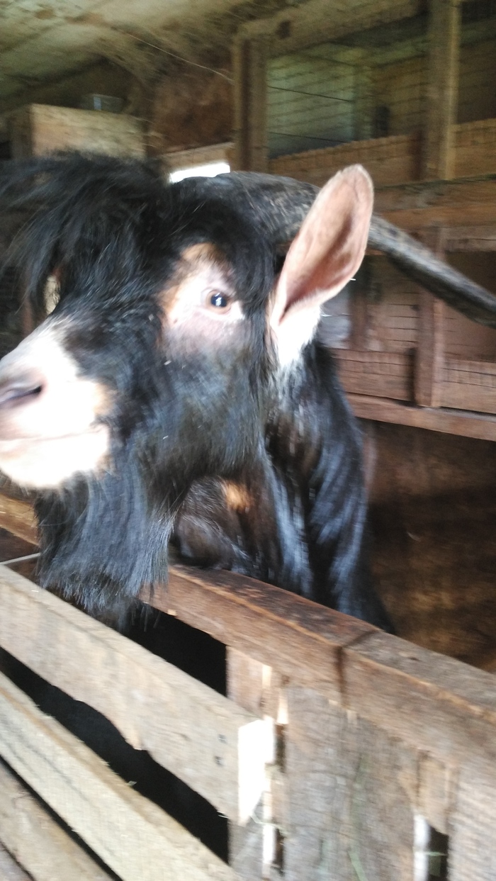 Пикабу онлайн.