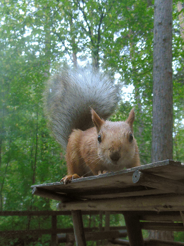 beggar in the park - Squirrel, Beggars, Forest, Animals, Longpost