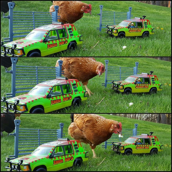 11th - Humor, Jurassic Park, Hen, The photo