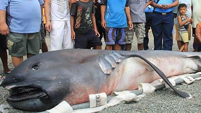 A strange creature thrown ashore by the villagers was taken for a harbinger of the end of the world - Shark, Philippines, The photo