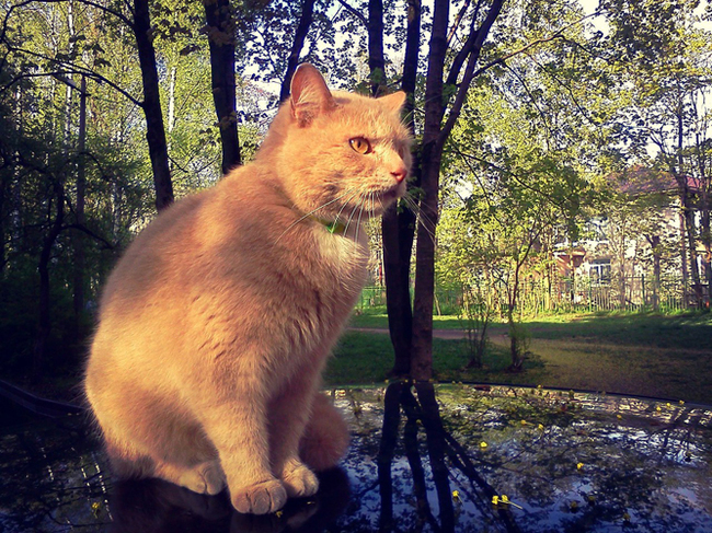 Пэрсик))) | Пикабу
