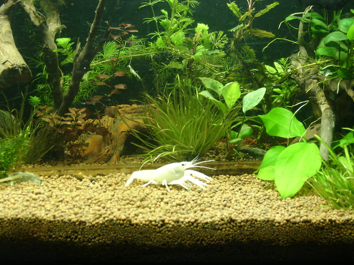 My Floridian's girlfriend - Aquarium, My, Animals, Aquarium crayfish