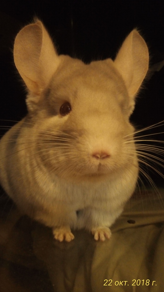 Some cute chinchilla - My, Chinchilla, Milota, Longpost