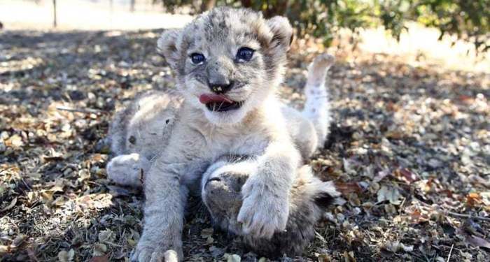 Lion cubs from a test tube - Wild animals, Animals, a lion, Cat family