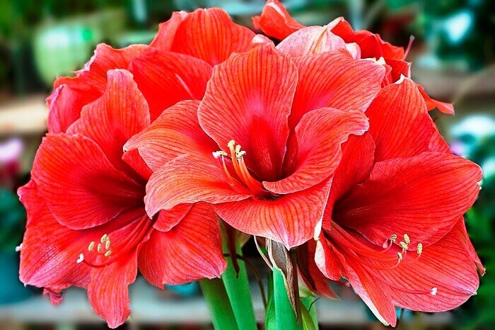 Amaryllis photo, home care, reproduction, flowering - My, Amaryllis, , Houseplants, Longpost