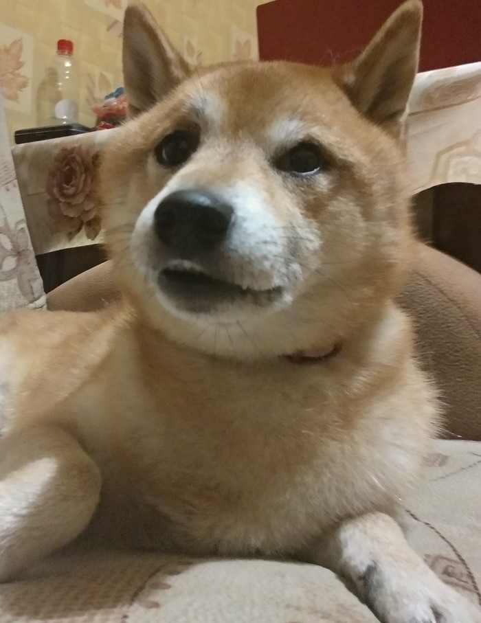 ������ ��