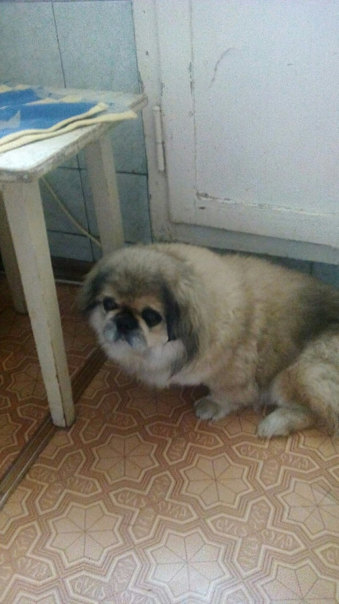 My grandma's dog, Utah) - My, Dog, Photo on sneaker, Pekingese