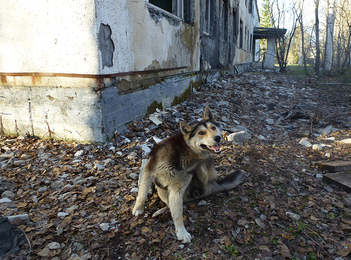 Happy inhabitant of ebony. - My, BPPM, Baikalsk, The photo, Abandoned, Dog