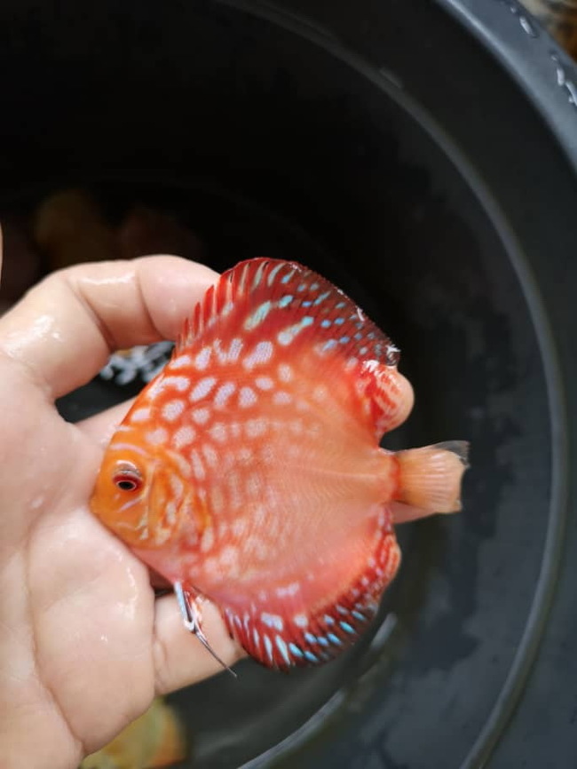 New Handsome Discus - My, , , A fish, , Aquarium fish, Longpost