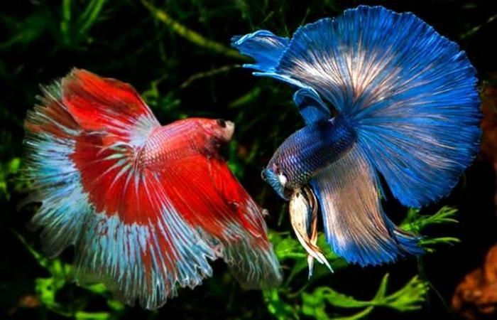 Снимок нашего одноклубника