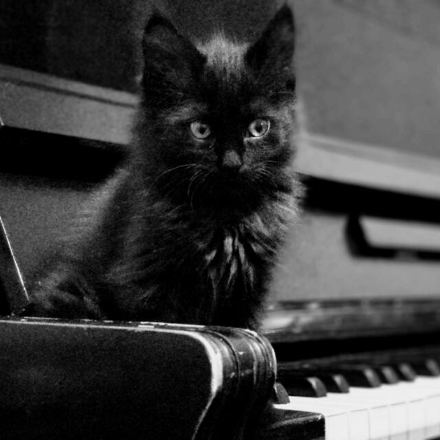 Just a cat on the piano, not a pianist! - My, cat, Black and white photo, Piano