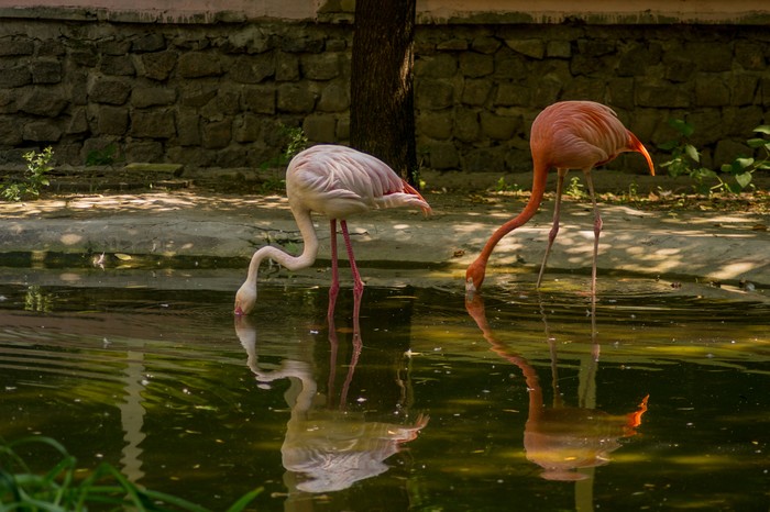 Flamingo - Beginning photographer, Zoo, My, I want criticism, Nikon