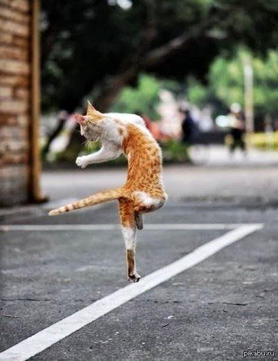 Cats, in general, are somewhat similar to Caucasians ... - cat, Lezginka, Dancing, The photo, Longpost