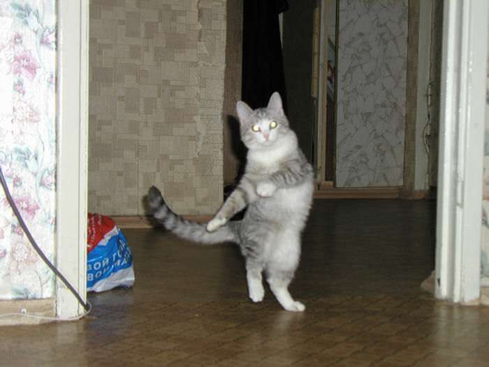 Cats, in general, are somewhat similar to Caucasians ... - cat, Lezginka, Dancing, The photo, Longpost