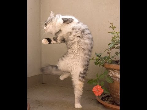 Cats, in general, are somewhat similar to Caucasians ... - cat, Lezginka, Dancing, The photo, Longpost