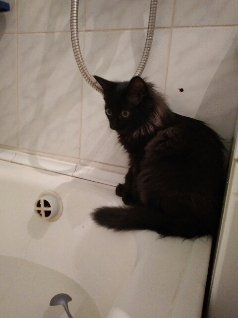 Volunteered into the water? - My, Catomafia, Bathing, cat, Bathing