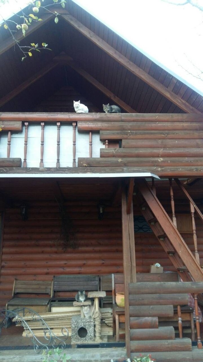 Дачные коты