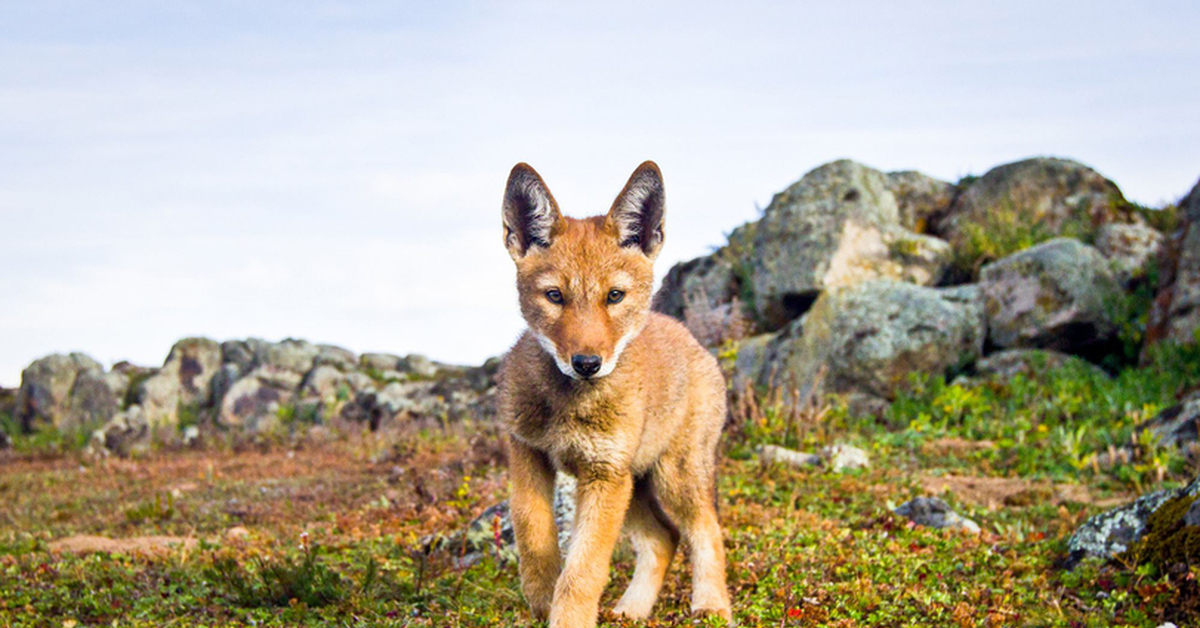 Эфиопский шакал. Эфиопский Шакал (canis simensis). Canis simensis. Красный Шакал. Эфиопский волк.