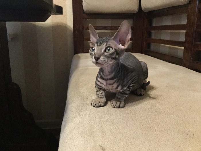 Tiger, Tiger, Tiger) - My, Don Sphynx, cat, Catomafia, Pets, Sphinx, Longpost