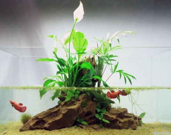 Mini paludarium - Paludarium, Aquaterrarium