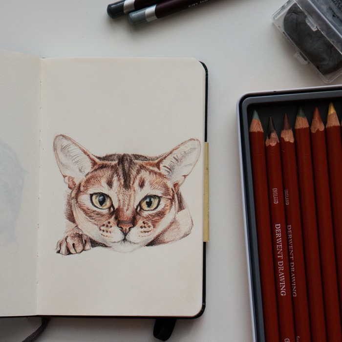 Abyssinian cat. A few photos of the process. - My, cat, Art, Colour pencils, Longpost, Abyssinian cat, Animals, Animalistics, Drawing