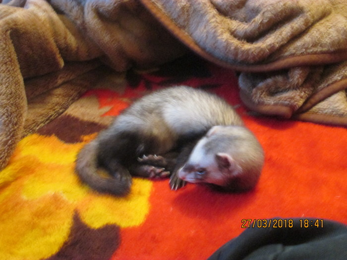 �������� ��������