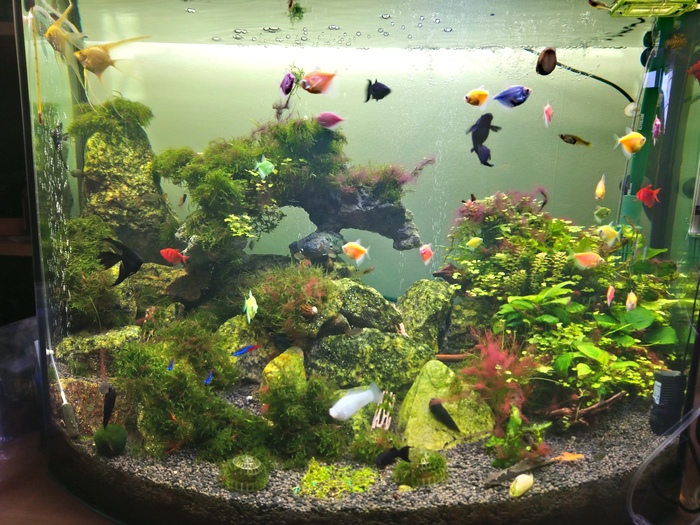 Aquas restart - Restart, Aquarium, My, Longpost