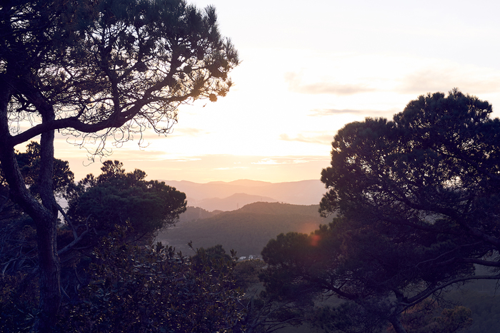 Dawn in the woods - My, The photo, Photographer, Forest, dawn, League of photographers