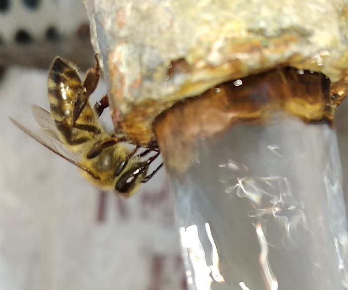 The bee is drinking - My, Bees, Drinks