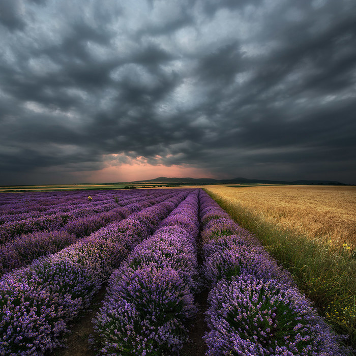 Lavender fields - The photo, Bulgaria, Longpost, , Lavender, Field