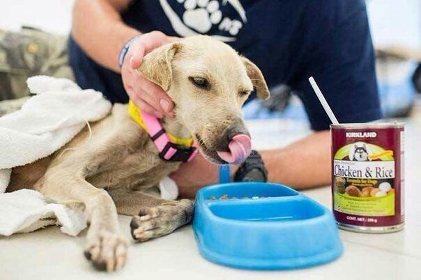 A dog named Luna, dying of hunger, was saved by people with kind and sympathetic hearts. - Dog, Dogs and people, Good league, Kindness, Help, Animals, The photo, Humanity, Longpost