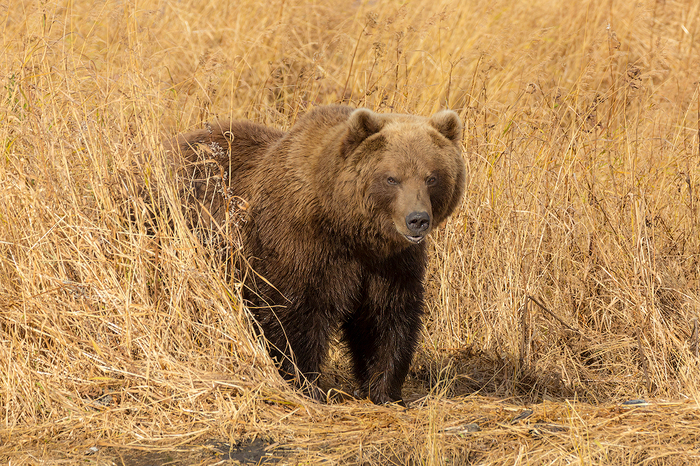 gloomy bear - My, Kamchatka, The Bears, Travels, Russia, Autumn, wildlife