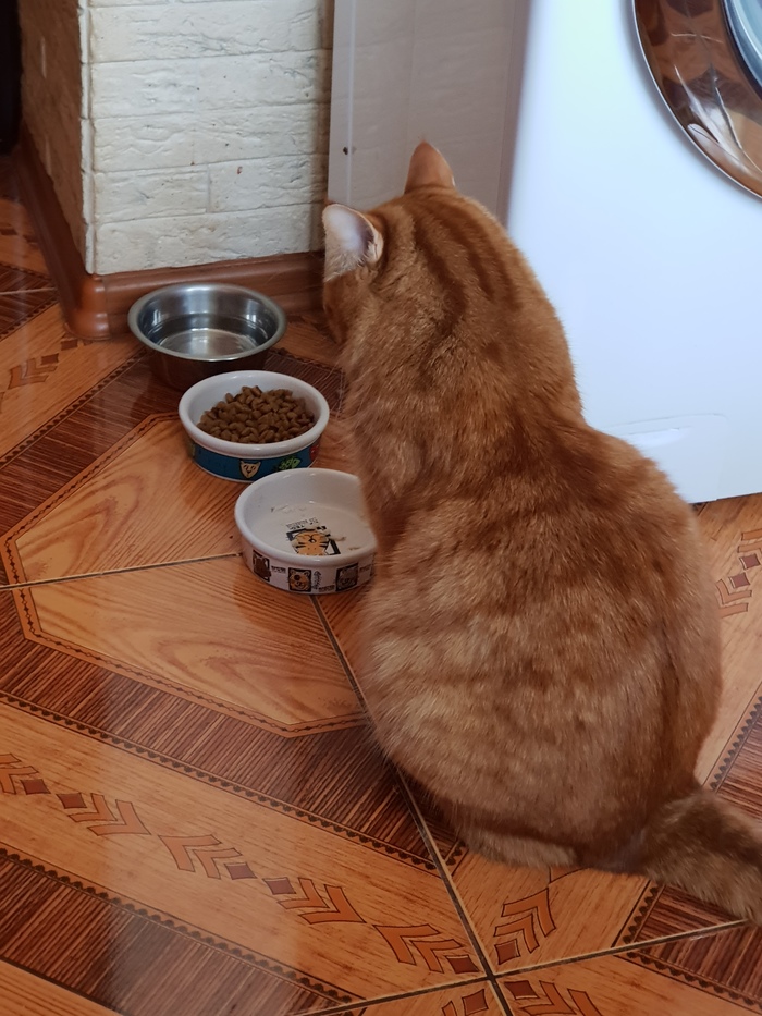 Where is the food? - My, Catomafia, cat