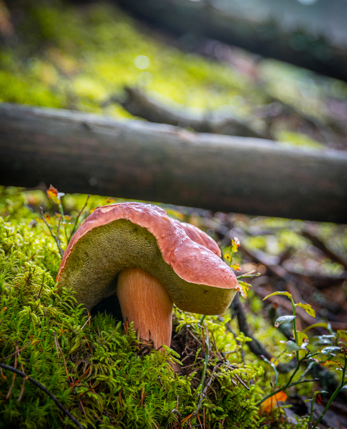 Borovichok - My, Mushrooms, Borovik, White, Moss, Forest