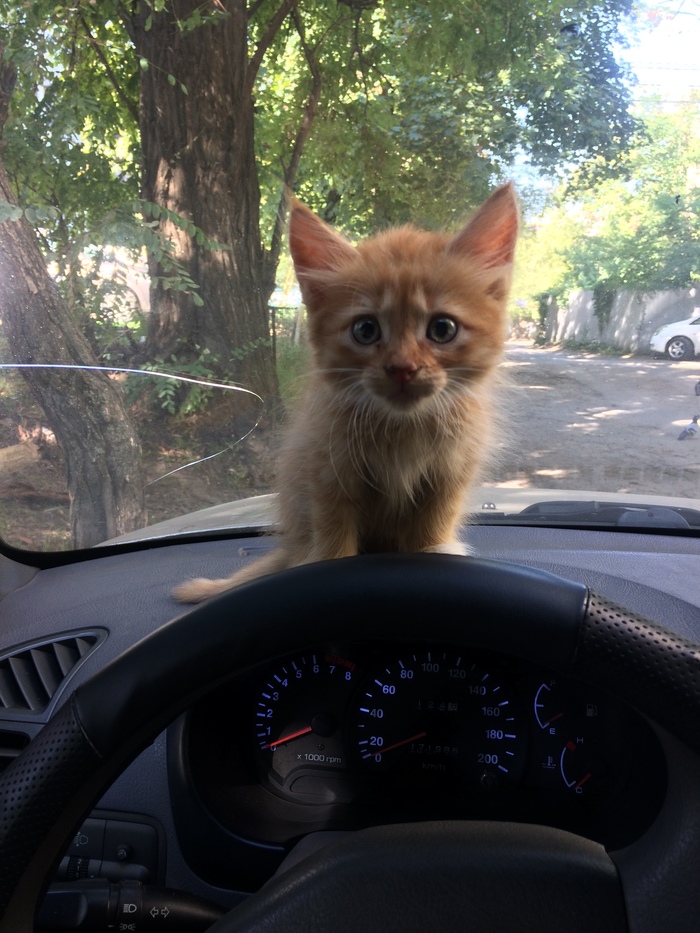 У кого есть кошка, тот может не бояться одиночества. - Моё, Кот, Глаза