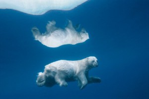 Bears - The Bears, Polar bear, The photo, , Longpost