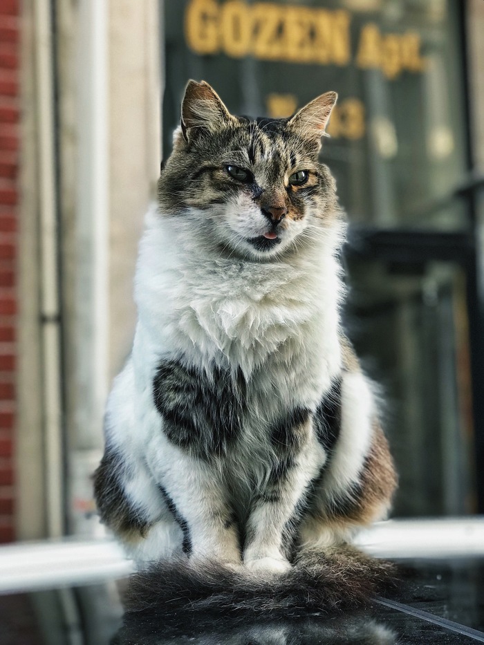 Грация и коТкетство