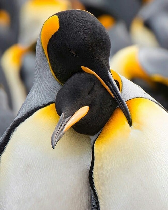 Loving couple of penguins. - Love, Love, Pair, Penguins, The photo, Nature, Animals, Birds