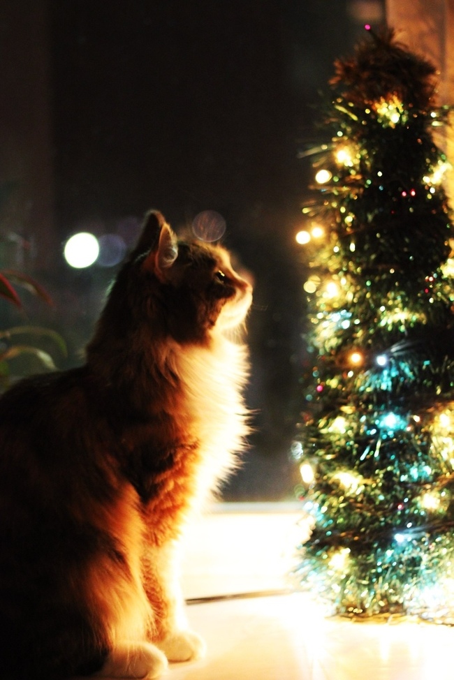 Christmas atmosphere :3 - My, cat, Beginning photographer