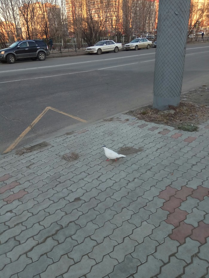 pigeon foreman - My, Animals, Blagoveshchensk