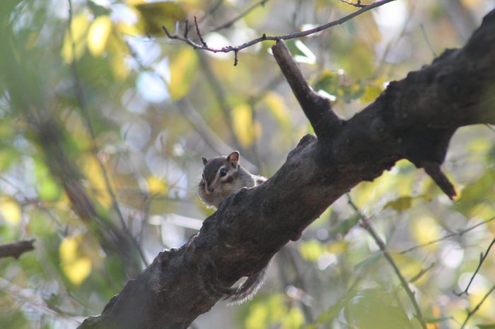 Chipmunk - My, Nature, The photo, Amur region, Canon 1100d