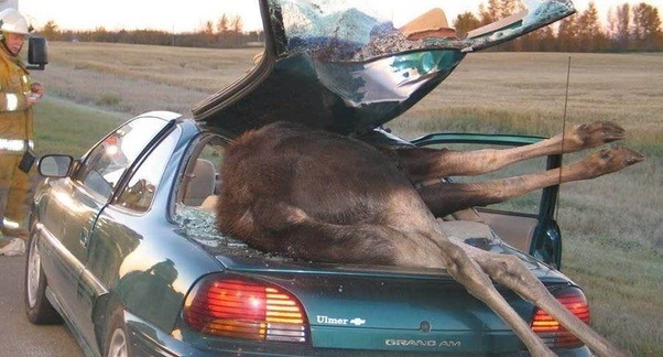 Moose and car accidents in Canada - Amnesia, Longpost, Memory loss, Canada, Road accident, Crash, Elk