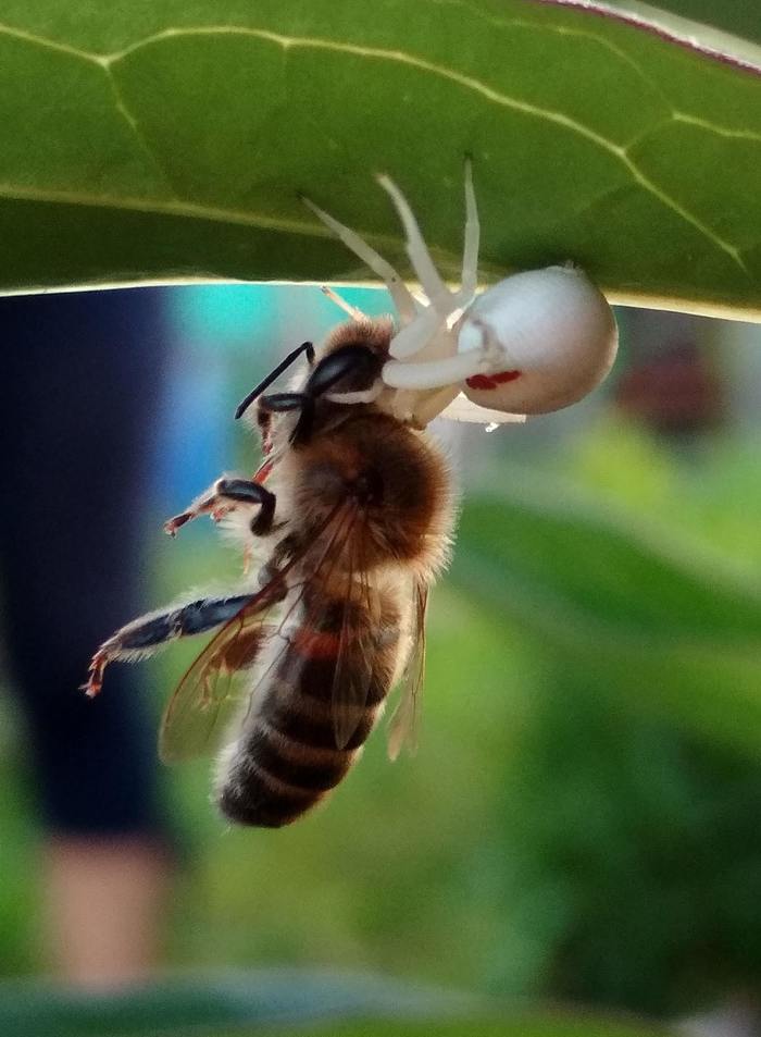 Spider - My, Spider, Bees, The photo, Nature, Predator, flower spider