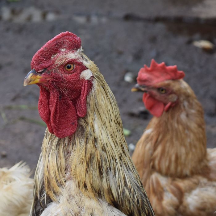 Come on, come here... - Rooster, Birds, The photo